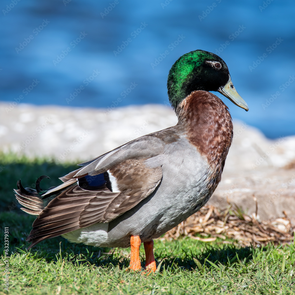 Obraz premium Male Mallard Duck by the waters edge