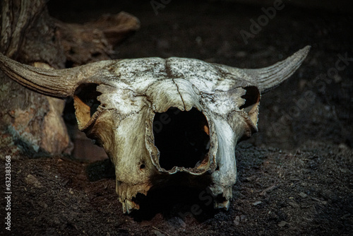 skull of a bull © niklas storm
