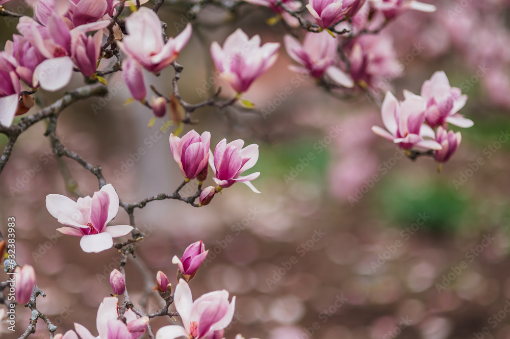 Fototapeta premium Cherry Blossoms 