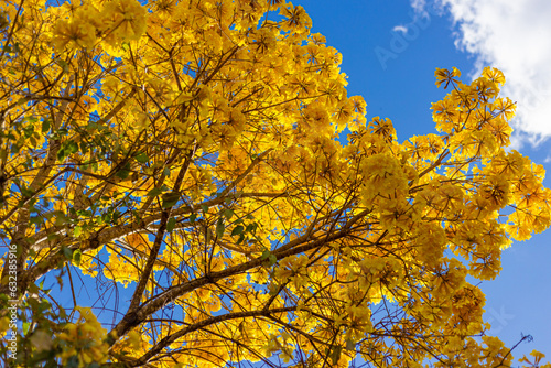 yellow ipê ipe in brasilia federal district brazil