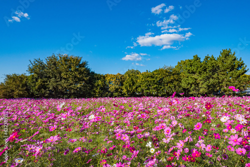 Wallpaper Mural 美しいコスモス Torontodigital.ca