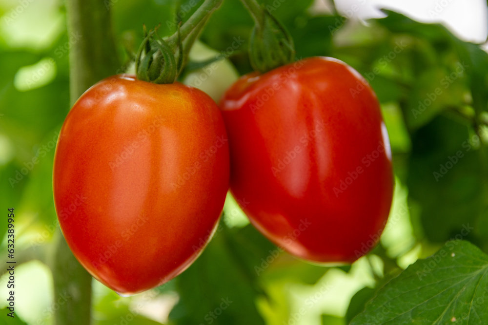 Cooking tomato (Solanum lycopersicum) before harvest Cooking tomato (Solanum lycopersicum) before harvest