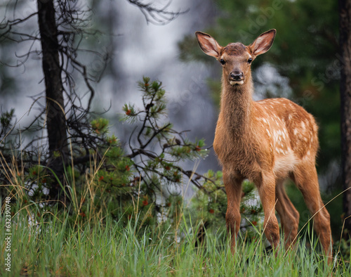 An elk calf standing at the edge of the forest