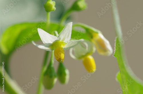 イヌホオズキの花 photo