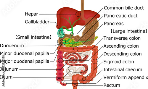 消化器系　内臓　イラスト　英語