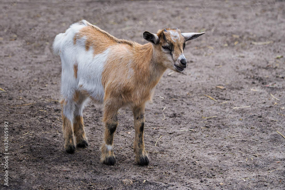 Domestic goat (Capra hircus) - a mammal from the beef family (Bovidae), a domesticated form of wild goats Domestic goat (Capra hircus) - a mammal from the beef family (Bovidae), a domesticated form of wild goats