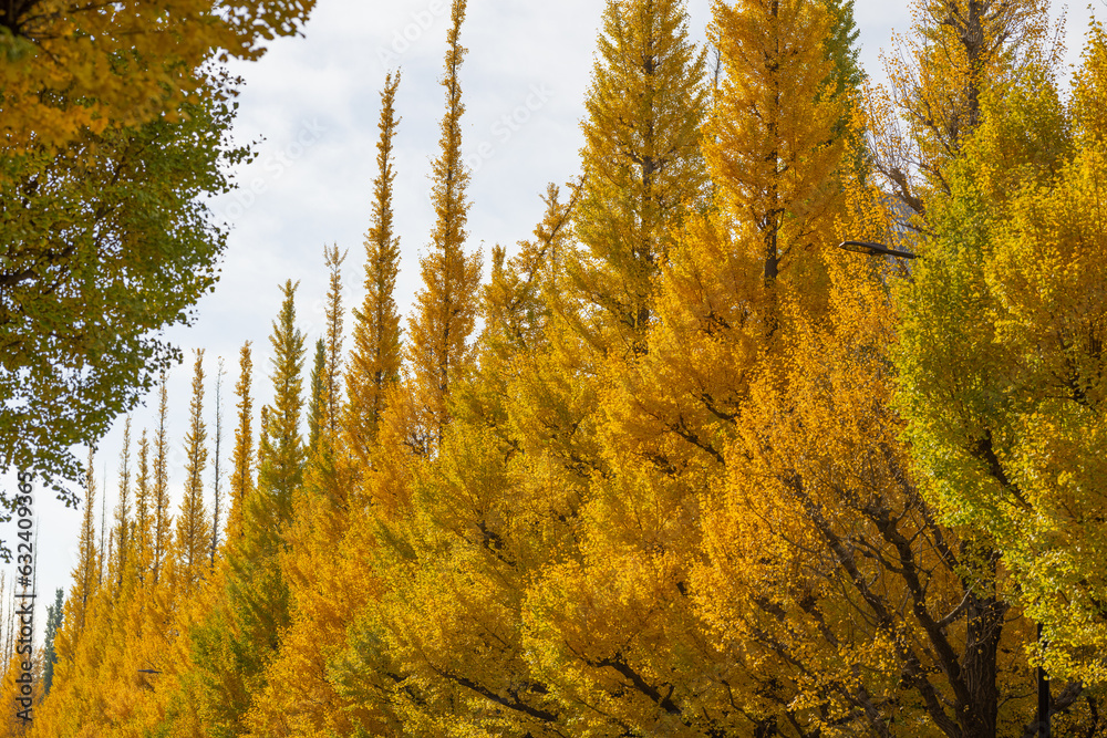 Fototapeta premium 並ぶ銀杏