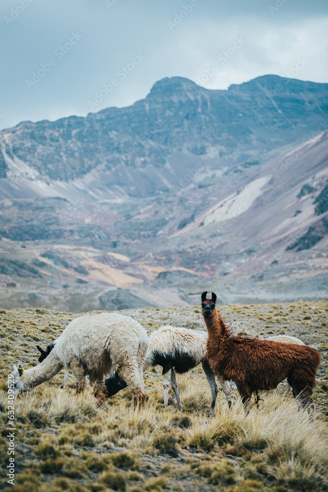 Fototapeta premium A a herd of llamas grazing on a hill in a mountainous region outside of La Paz Bolivia South America