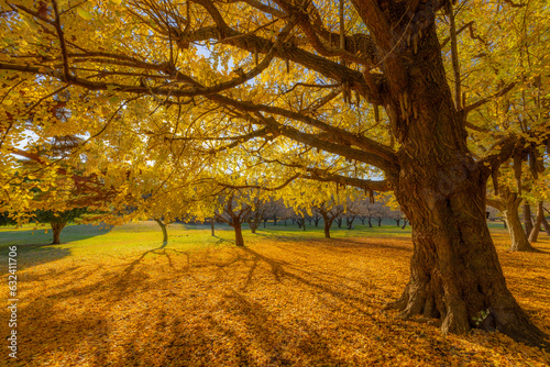 影が伸びる銀杏