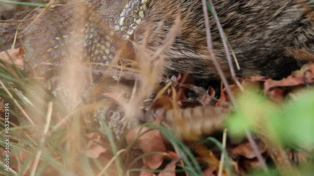 Macro view: Snake with prey in jaws vibrates rattle tail as warning Macro view: Snake with prey in jaws vibrates rattle tail as warning