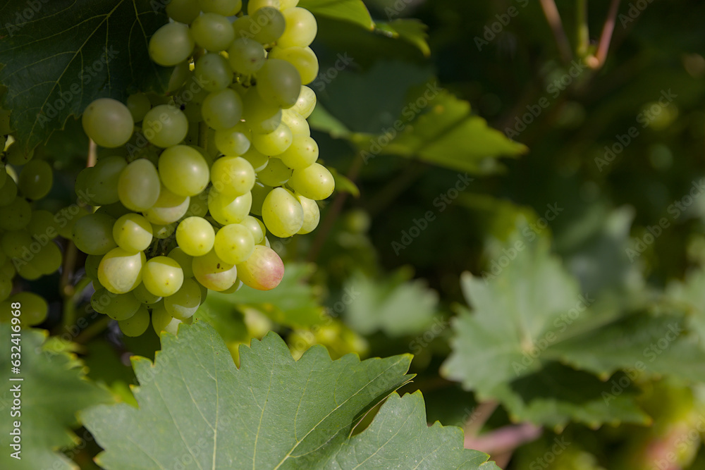 Ripening green grapes with lots of foliage and a blurred background. Ripening green grapes with lots of foliage and a blurred background.