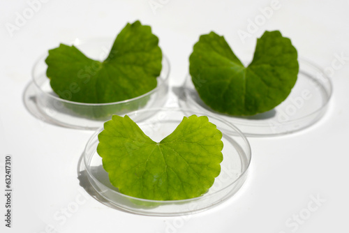 Fresh leaves of gotu kola in petri dishes on white background.