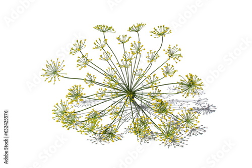 On a white background lies an umbrella of dill.