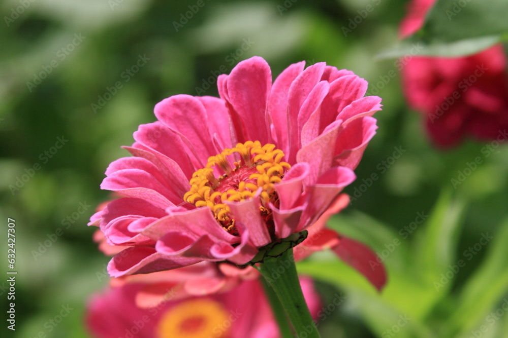 The flowers are starting to bloom The flowers are starting to bloom