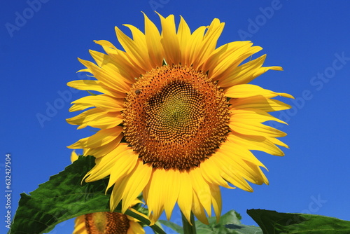 Sunflowers can be seen in the summer
