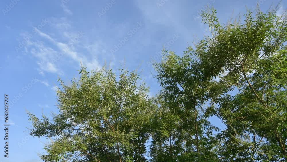 Vitex negundo plant in blue sky background. It's other name Chinese chaste tree,five leaved chaste tree, horseshoe vitex,nisinda and Nirgundi. It is a large aromatic shrub. It is an Ayurvedic medicine Vitex negundo plant in blue sky background. It's other name Chinese chaste tree,five leaved chaste tree, horseshoe vitex,nisinda and Nirgundi. It is a large aromatic shrub. It is an Ayurvedic medicine