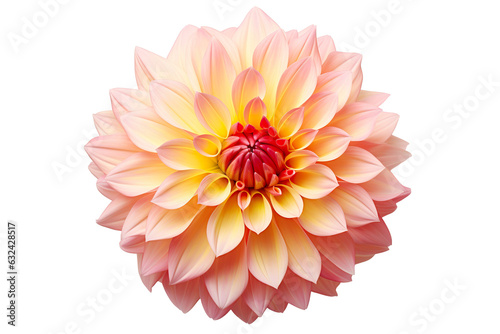 photorealistic close-up of a pink and yellow dahlia on white background PNG