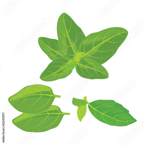Vector illustration collection of greenery leaf basil plant. Forest herbs tropical leaves in cartoon flat style. Different green leaf design and tropical foliage. Leaves drawing isolated on white