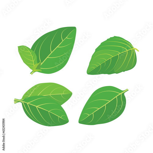 Vector illustration collection of greenery leaf basil plant. Forest herbs tropical leaves in cartoon flat style. Different green leaf design and tropical foliage. Leaves drawing isolated on white