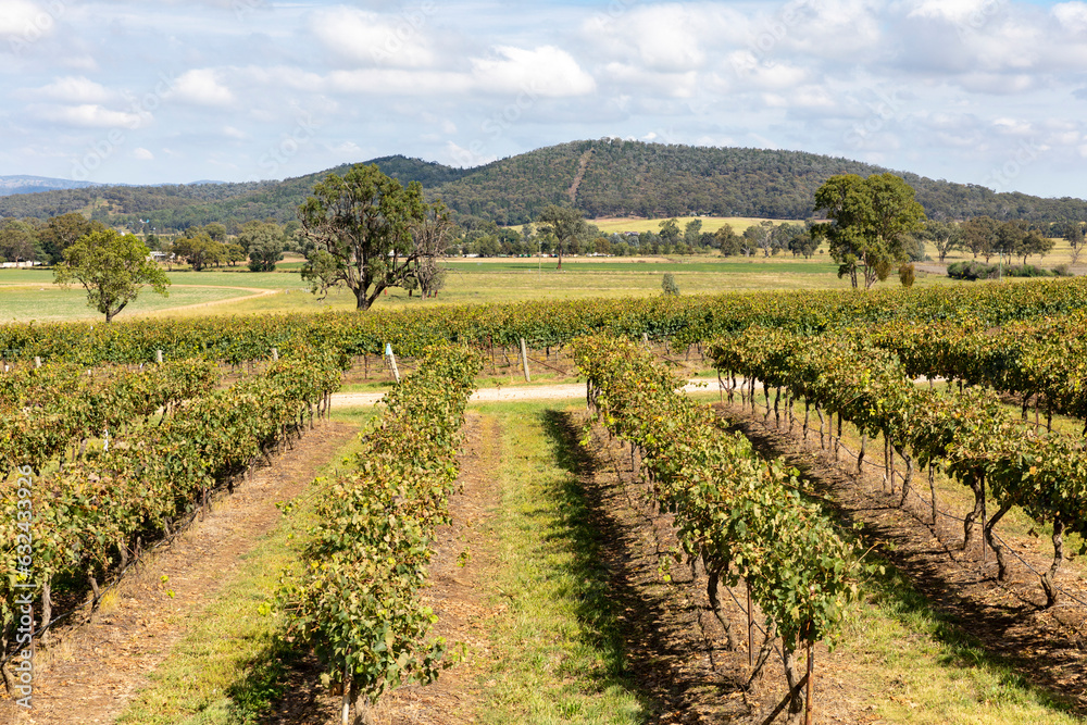 Vineyard wine growing Mudgee Australia