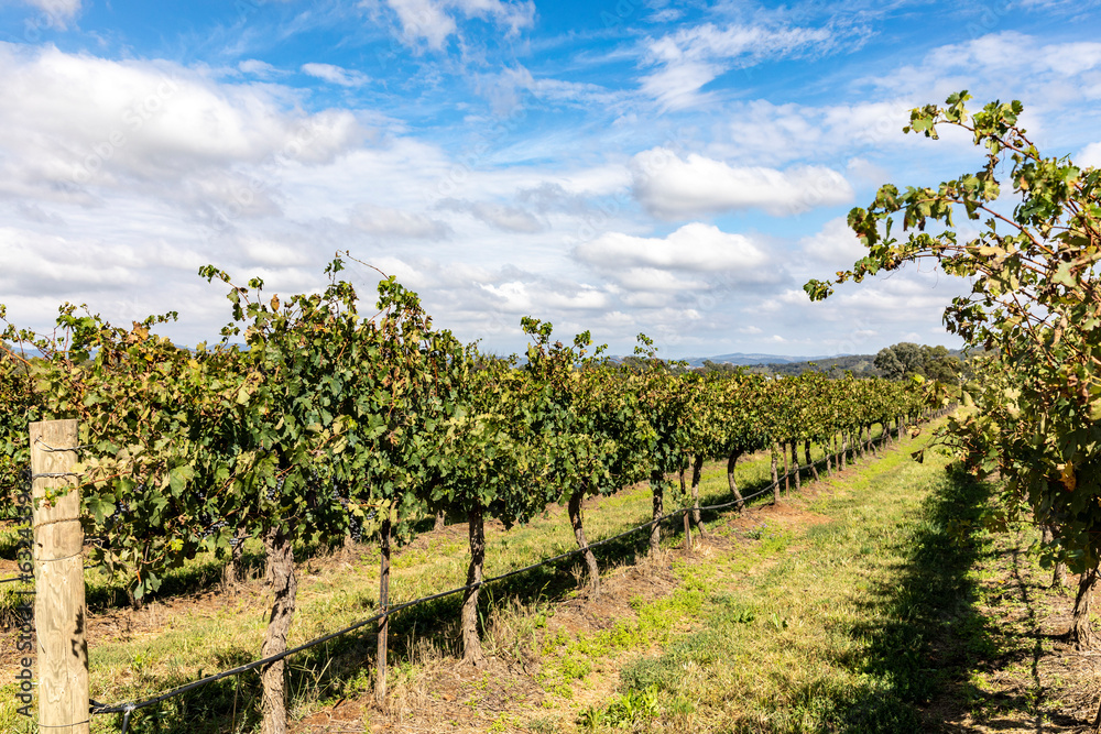 Vineyard wine growing Mudgee Australia