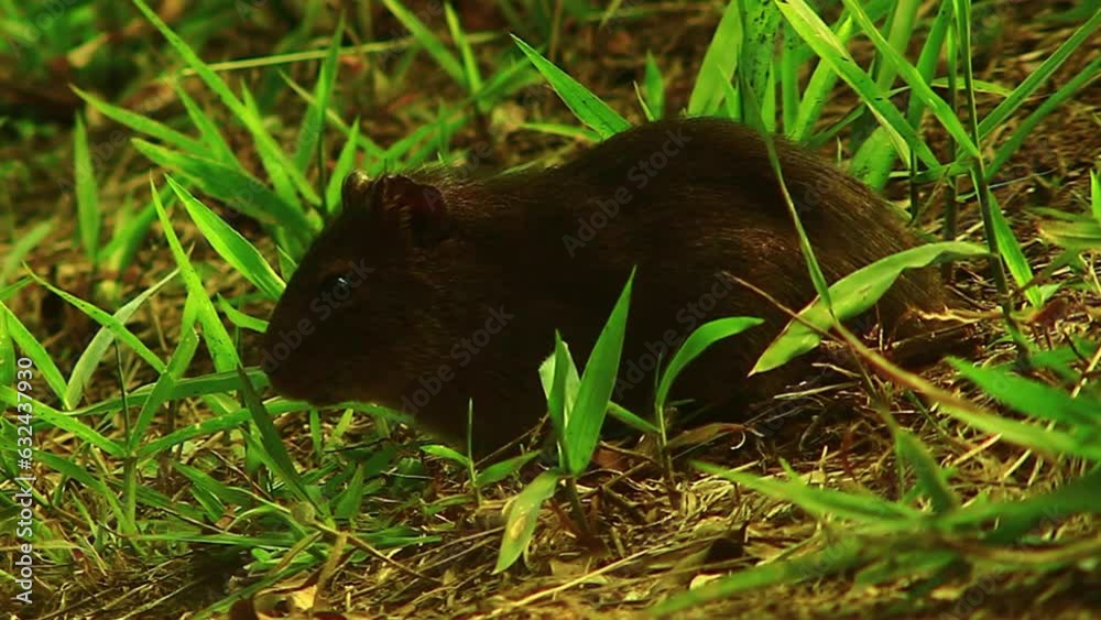 Mountain Beaver Foraging In The Forest - close up Mountain Beaver Foraging In The Forest - close up