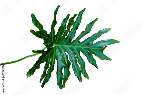Single Leaf of Philodendron selloum or monstera the dark green split-leaf foliage houseplant isolated on transparent background. PNG transparency