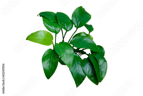 Exotic Green Leaves Anubias Nana Golden aquarium plant isolated on transparent background. PNG transparency