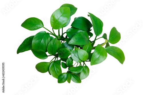 Exotic Green Leaves Anubias Nana Golden clump aquarium plant isolated on transparent background. PNG transparency