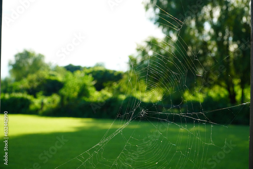 spider web in the morning