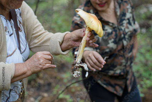 Person collecting mushrooms in the middle of the forest.