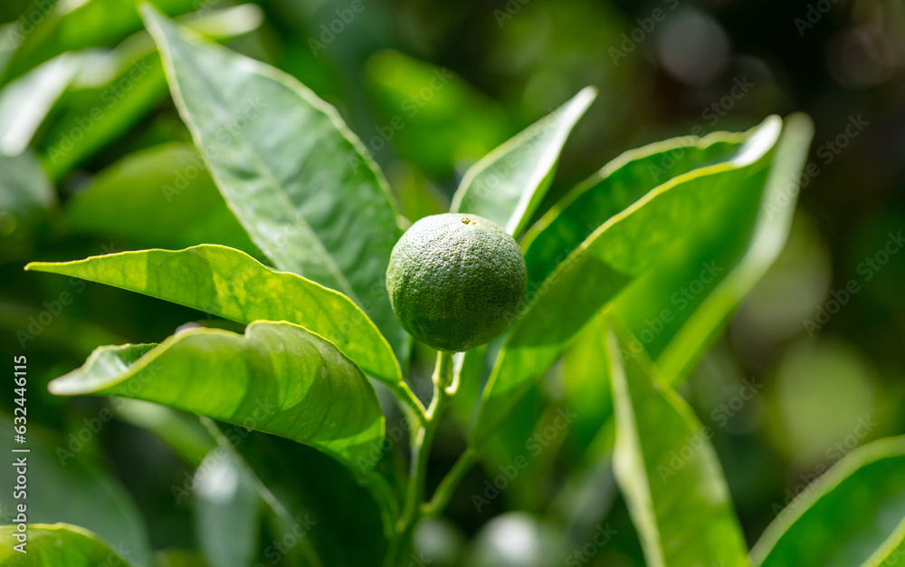 Green lime fruits on the tree. Nature Green lime fruits on the tree. Nature