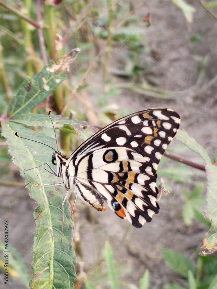 Obraz premium butterfly on a flower.
