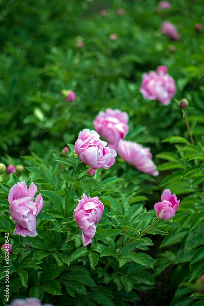 peonies in the spring garden