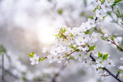 Cherry blossom branch in the garden in spring 