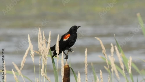 Red wing Blackbird perched on wetland cattail on windy day flies away photo