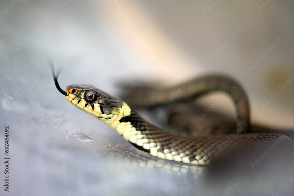 Naklejka premium Grass snake or ringed or water snake (Natrix natrix) is a Eurasian semi-aquatic non-venomous colubrid snake. It is often found near water and feeds on amphibians. Macro closse up of head with tongue.