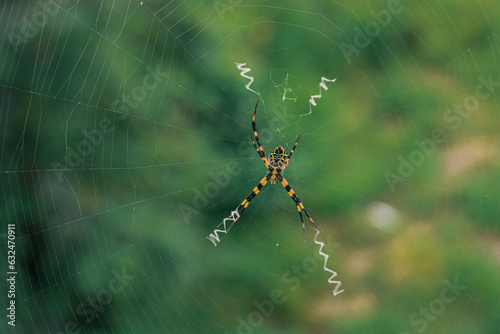 The spider climbs in the web on green nature background. shot of a spider sitting in a spider web in the garden. .The World Most Beautiful Flora and Faunas.