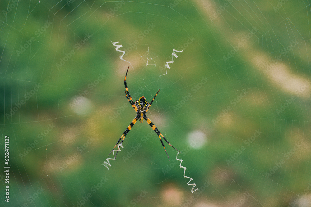The spider climbs in the web on green nature background. shot of a spider sitting in a spider web in the garden. .The World Most Beautiful Flora and Faunas. The spider climbs in the web on green nature background. shot of a spider sitting in a spider web in the garden. .The World Most Beautiful Flora and Faunas.