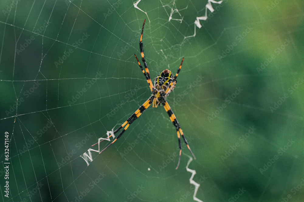 The spider climbs in the web on green nature background. shot of a spider sitting in a spider web in the garden. .The World Most Beautiful Flora and Faunas. The spider climbs in the web on green nature background. shot of a spider sitting in a spider web in the garden. .The World Most Beautiful Flora and Faunas.