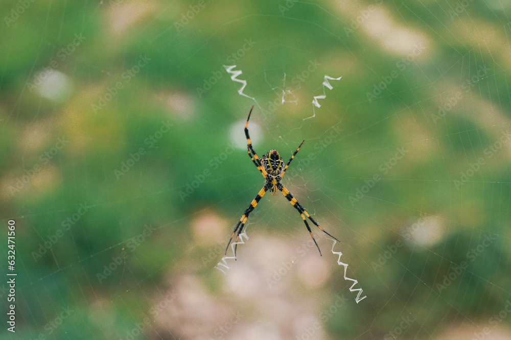 The spider climbs in the web on green nature background. shot of a spider sitting in a spider web in the garden. .The World Most Beautiful Flora and Faunas. The spider climbs in the web on green nature background. shot of a spider sitting in a spider web in the garden. .The World Most Beautiful Flora and Faunas.