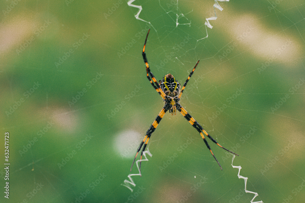 The spider climbs in the web on green nature background. shot of a spider sitting in a spider web in the garden. .The World Most Beautiful Flora and Faunas. The spider climbs in the web on green nature background. shot of a spider sitting in a spider web in the garden. .The World Most Beautiful Flora and Faunas.