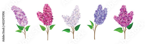 Lilac or Syringa Flowers with Showy Aromatic Blossom on Stem Vector Set