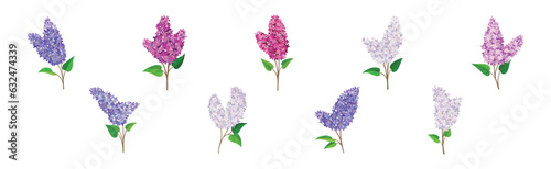 Lilac or Syringa Flowers with Showy Aromatic Blossom on Stem Vector Set