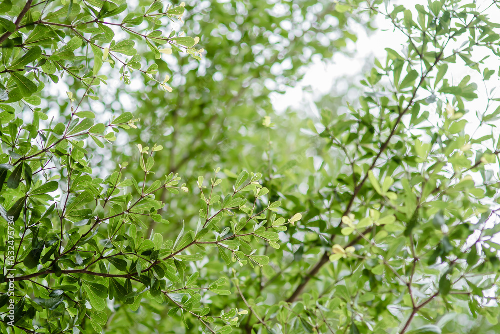 Branches with green leaves with bokeh background. Branches with green leaves with bokeh background.