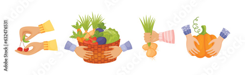 Hands Harvest Ripe and Juicy Agricultural Crops Vector Set