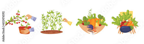 Hands Harvest Ripe and Juicy Agricultural Crops Vector Set