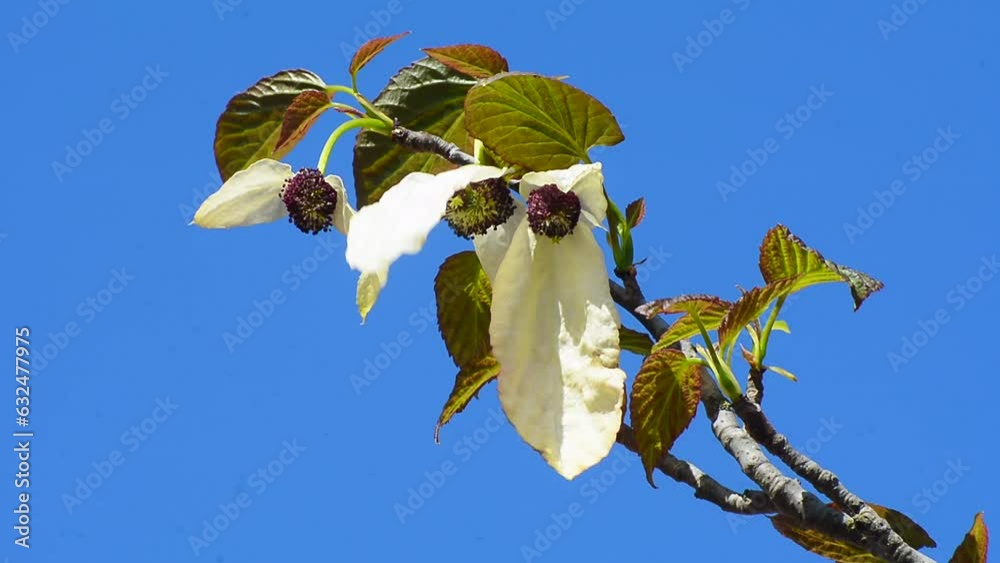 Flowering Handkerchief tree (Davidia involucrata) againts blue sky in Ystad, Scania, Sweden, Scandinavia, Europe