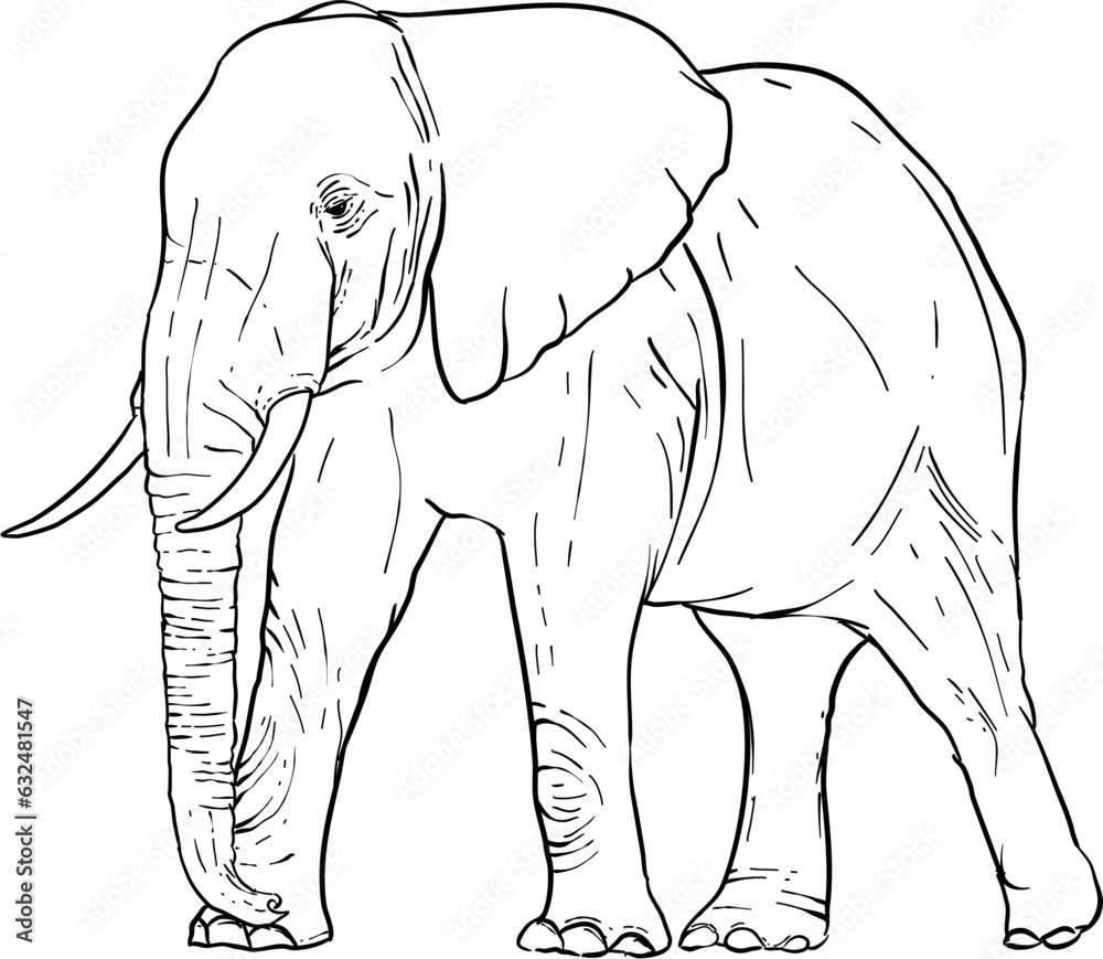 Obraz premium Hand Drawn Elephant Illustration Vector 