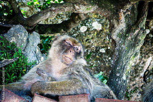 gibraltar monkeys on the top of the hill